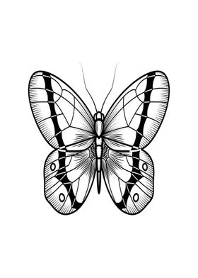 butterfly