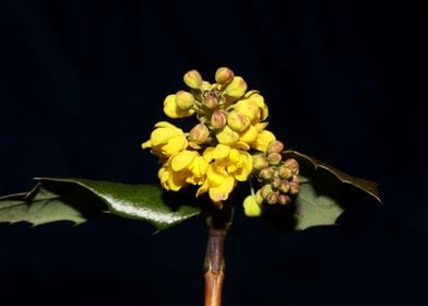 Yellow Berberis blossoming