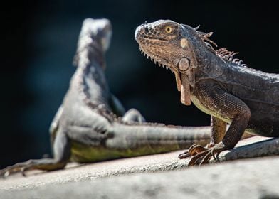 Iguanas Reptiles Nature