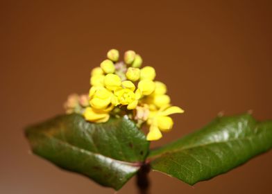 Yellow Berberis flowering