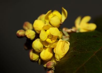 Yellow Berberis blossoming