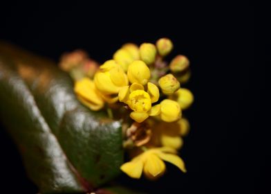 Yellow Berberis blossoming