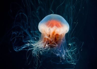 Animals Jellyfish Ocean