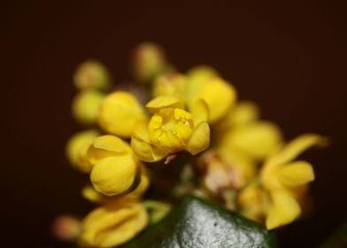 Yellow Berberis blossoming