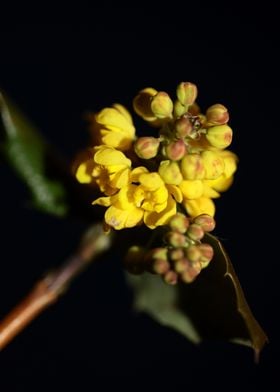 Yellow Berberis blossoming