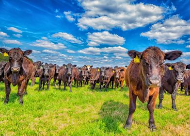 Cattle in a Pasture