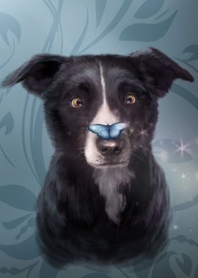 Bamboozled Border Collie