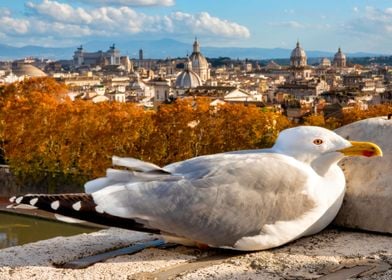 Seagull in Rome