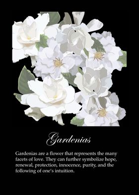 Gardenias poster