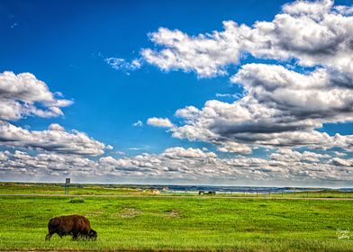 Bison in North Dakota