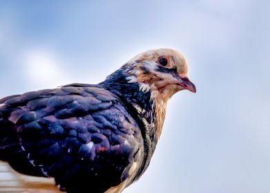 Pigeon Portrait