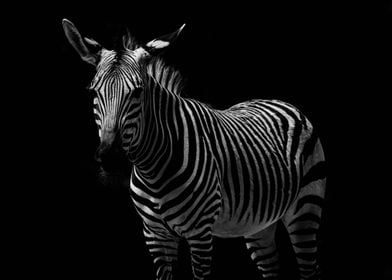 Animals Wild Zebra Nature