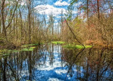 Swamp in South Georgia