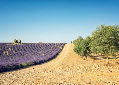 Provence Landscape