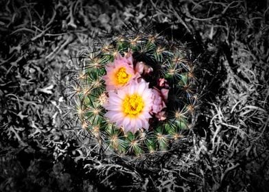 Cactus Flower