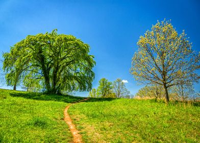 Appalachian Mountain Trail