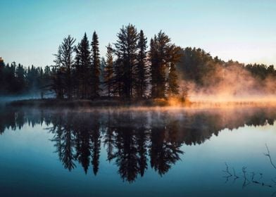 Forest at Lake Nature