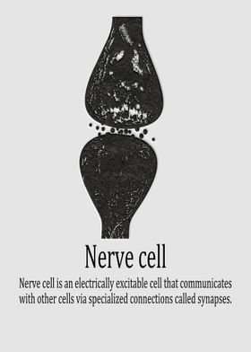 Human nerve cell 