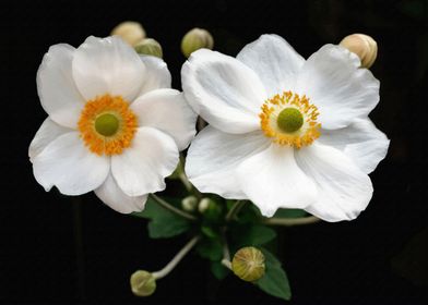 Anemone flowers