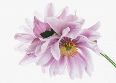 Anemone flowers