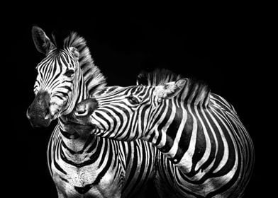 Animals Zebras Wildlife