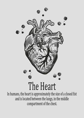 The heart