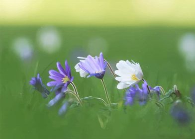 Anemone flowers