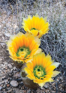 Cactus flower on rock