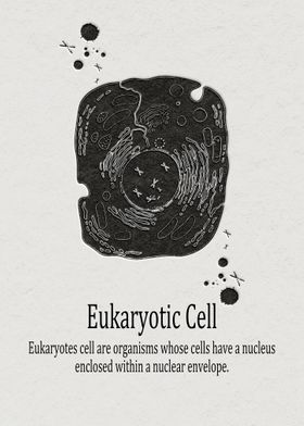 Eukaryotic Cell