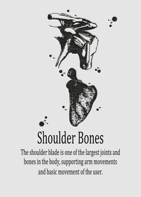 Shoulder Bones