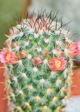 succulent plant in bloom i