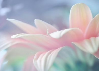  Petals of Gerbera  Flower