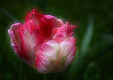 Parrot Tulip