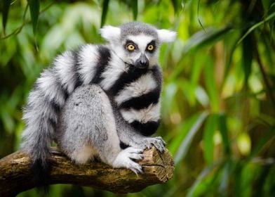 Animals Zoo Cute Lemur