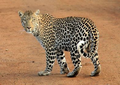 Animals Wild Leopard Park