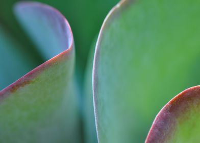 Desert Succulents