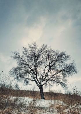 a tree on the winter hill