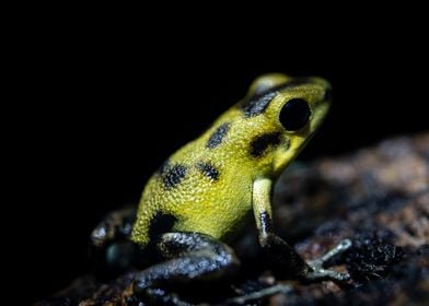 Oophaga Pumillio Guarmo