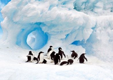 Animals Penguins Iceberg