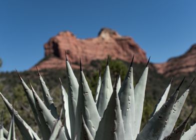 Spiky Succulent