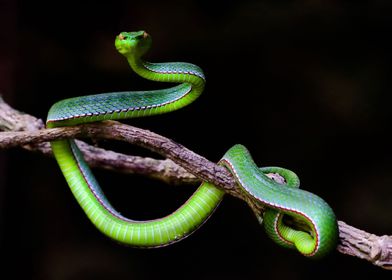 Animals Snake Tree Nature