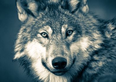 Animals Wolf Wild Nature