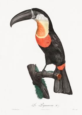 Toucan Watercolor Art