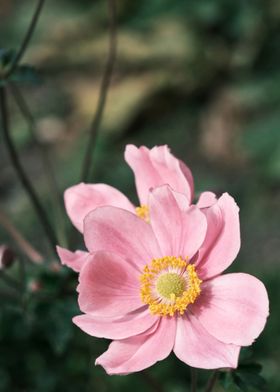 anemones flower