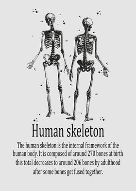 Human skeleton