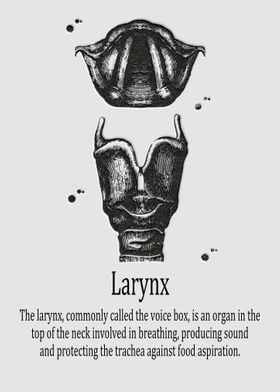 Larynx