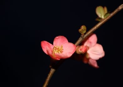 Chaenomeles flower blossom