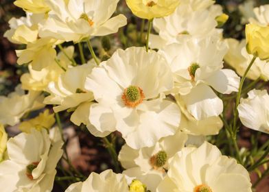 anemones flower