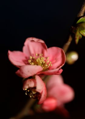 Red flower blossom macro