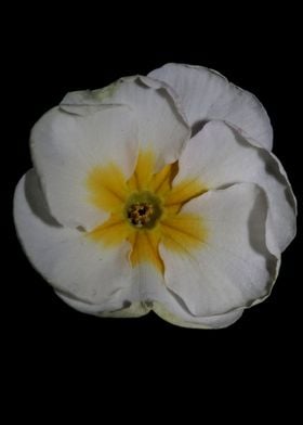 White primula flower macro